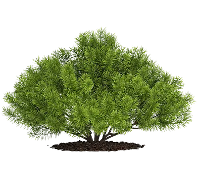 Хвойные растения