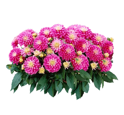 Многолетние цветы